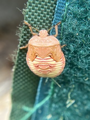 Chinavia pensylvanica