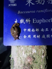 Megaustenia imperator