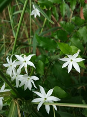 Jasminum