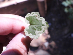 Phytomyza tiarellae
