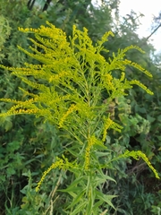 Solidago canadensis