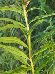 Solidago canadensis