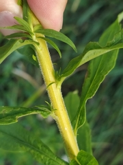 Solidago canadensis