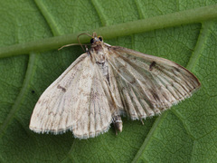 Anania perlucidalis