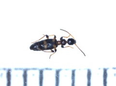 Leptaleus rodriguesi