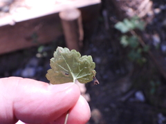 Phytomyza tiarellae