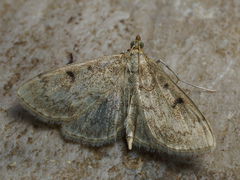 Anania perlucidalis