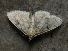 Anania perlucidalis
