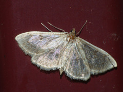 Anania perlucidalis