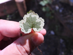 Phytomyza tiarellae