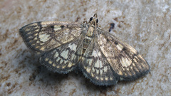 Anania stachydalis