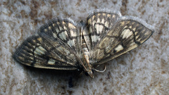 Anania stachydalis