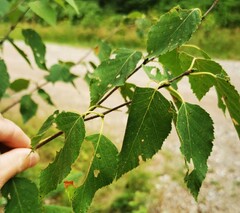 Marssonina betulae