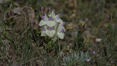 Scutellaria oligodonta