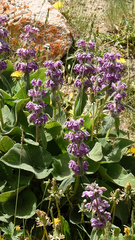 Phlomoides pratensis