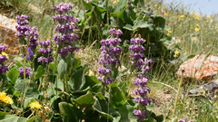 Phlomoides pratensis