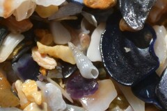 Turbonilla lactea