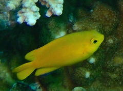 Pomacentrus moluccensis