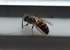 Vespula germanica