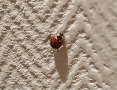 Harmonia axyridis