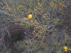 Acacia havilandiorum