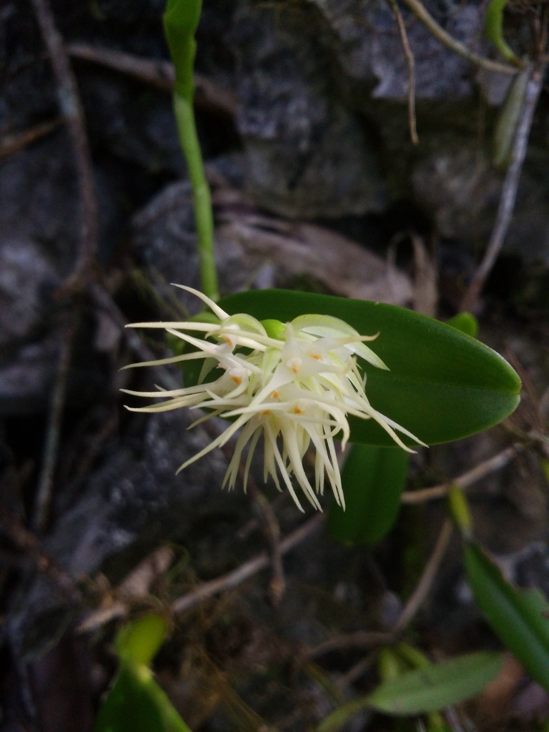 Bulbophyllum odoratissimum (Sm.) Lindl. 4