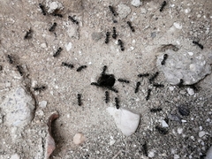 Dorymyrmex antillanus