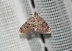 Thera cognata