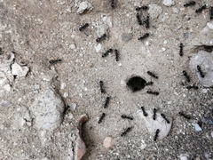 Dorymyrmex antillanus