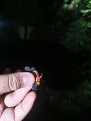 Penthicodes variegatus