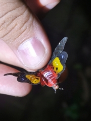 Penthicodes variegatus