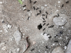 Dorymyrmex antillanus