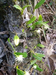Bulbophyllum odoratissimum