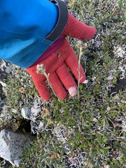 Antennaria alpina