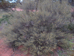 Acacia havilandiorum
