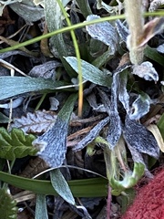 Antennaria alpina