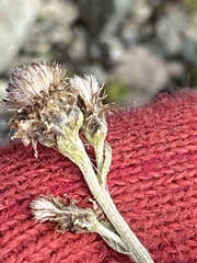 Antennaria alpina