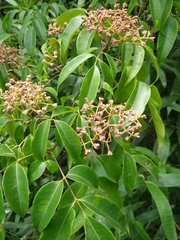 Staphylea japonica