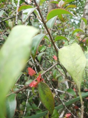 Scurrulinae