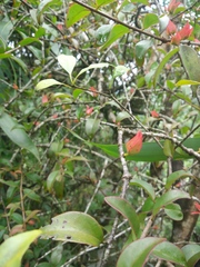 Scurrulinae