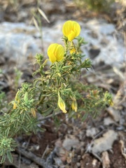 Ononis natrix