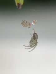 Araneidae