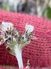 Antennaria alpina