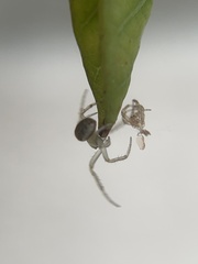 Araneidae
