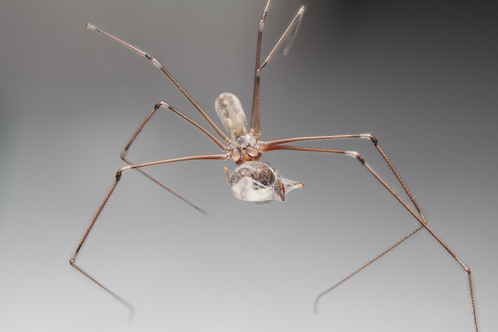 Common Cellar Spiders