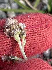Antennaria alpina