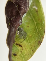 Araneidae