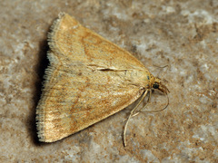 Psammotis pulveralis
