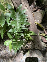 Hymenasplenium excisum