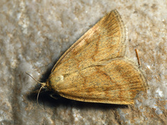 Psammotis pulveralis